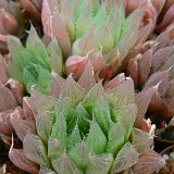 Haworthia cooperi JDV91-26 (RSA)